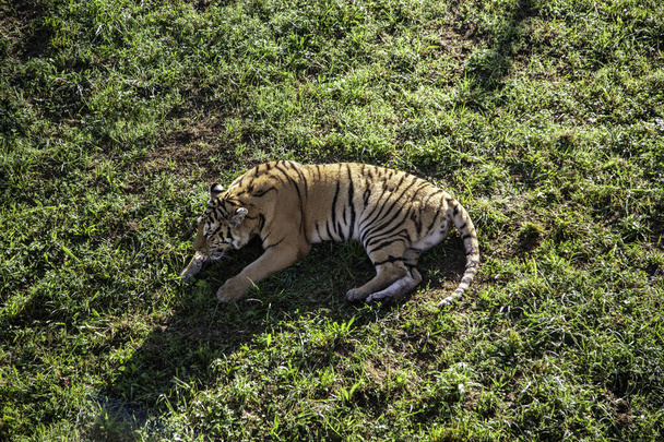 Tigre salvaje en la selva
 - Foto, imagen