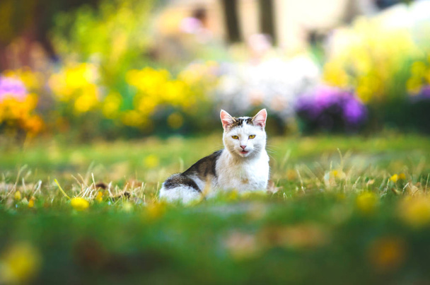 Gato en la hierba con flores con emociones divertidas
 - Foto, imagen