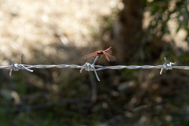 Small pink dragonfly sitting on barbed wire on a blurred background - Photo, Image