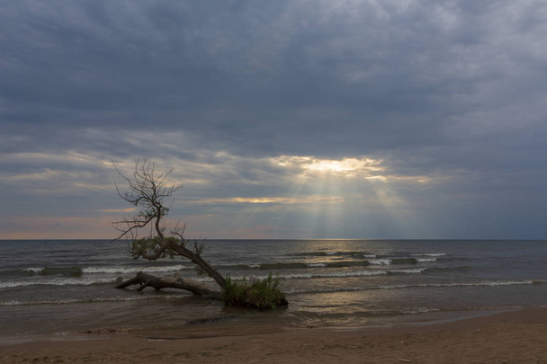 Un rayo de luz atraviesa un cielo nublado para iluminar un árbol
  - Foto, imagen