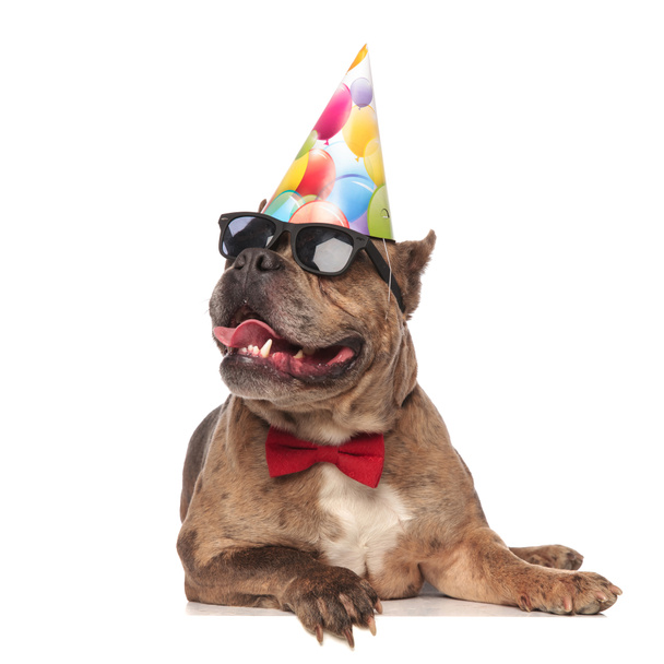 sorridente bullo americano con cappello di compleanno e occhiali da sole
 - Foto, immagini