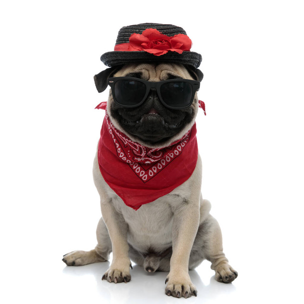 Okouzlující pug v zdobeném klobouku, červeném šátku a slunečních brýlích - Fotografie, Obrázek