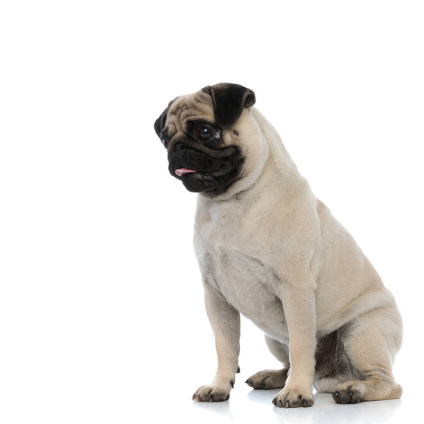 Curious pug looking to the side and panting - Foto, Imagen