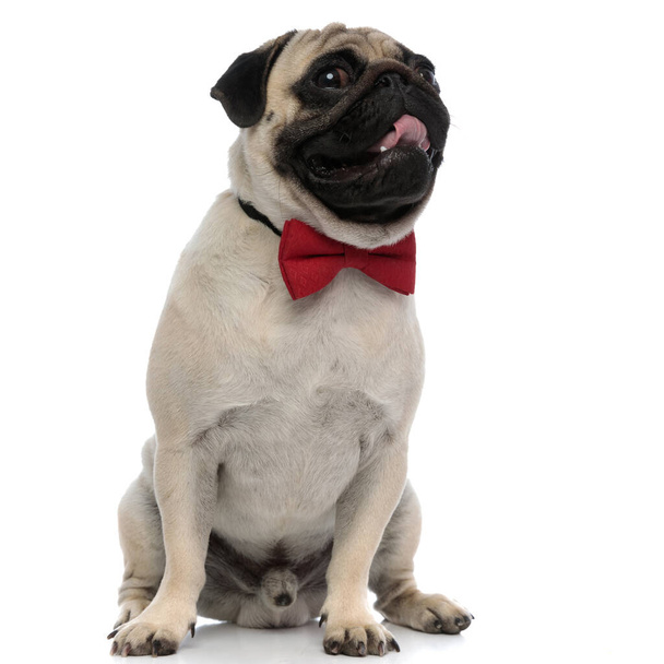 Charming pug panting and wearing an elegant red bowtie - Photo, Image