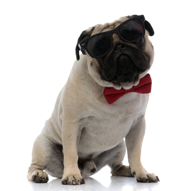 Brave pug wearing sunglasses and a red bowtie - Фото, изображение
