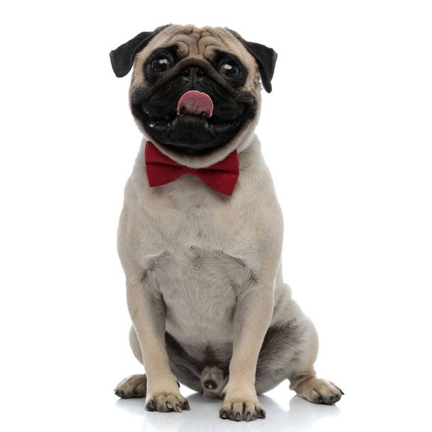 Adorable pug jadeando mientras usa una corbata roja
 - Foto, imagen