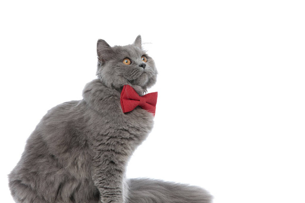 british longhair cat with bowtie sitting and looking away - Photo, Image