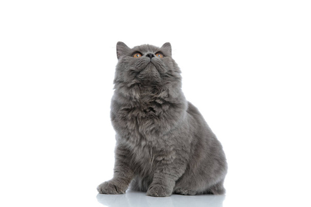 Βρετανός μακρότριχος γάτος κάθεται και κοιτάζει περίεργα - Φωτογραφία, εικόνα