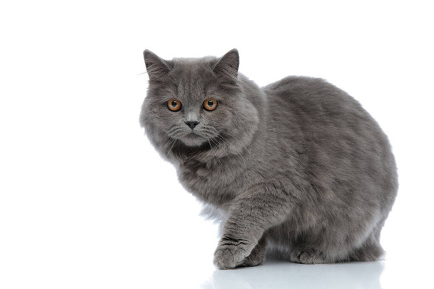 英国のロングヘアの猫が座ってカメラを見て好奇心 - 写真・画像