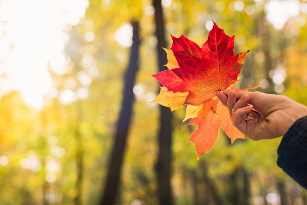 Maple leaves in hand - 写真・画像