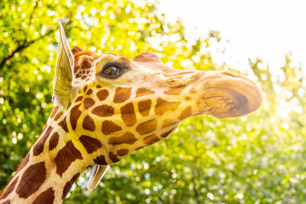 Giraffe hlavu zblízka. Zdeformovaný pohled na Africkou divokou zvěř - Fotografie, Obrázek