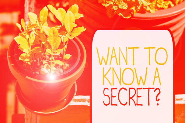 Kirjoitan viestiä, jossa lukee "Haluatko tietää salaisen kysymyksen". Business valokuva esittelee paljastaa luottamuksellista elintärkeää tietoa Plentiful kasveja pieni potti sijoitettu vierekkäin suuren
. - Valokuva, kuva