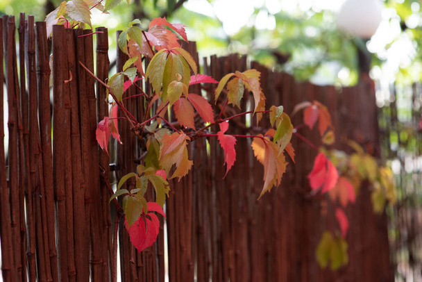 Зеленые листья, красные и желтые в солнечный день ранней осени. Зеленые листья на фоне неба
, - Фото, изображение