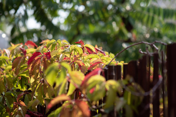 Folhas verdes, vermelhas e amarelas em um dia ensolarado no início do outono. Verde sai contra o céu
, - Foto, Imagem