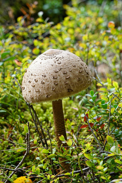 Macrolepiota procera, гриб-зонтик с большим, заметным плодоносным телом
 - Фото, изображение