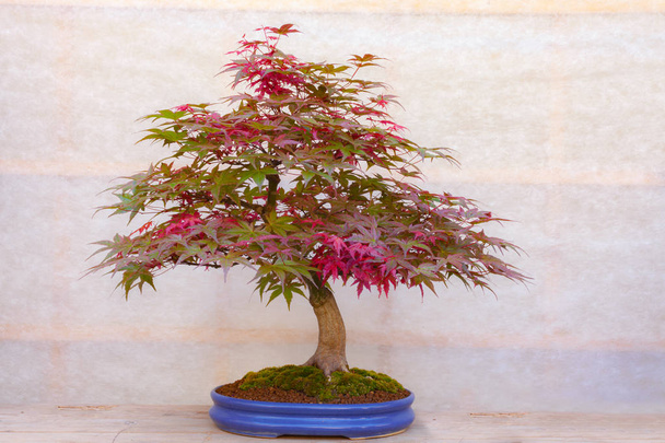Red bonsai tree on beige background - Fotó, kép