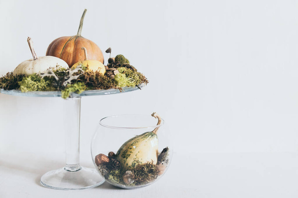 Stilleven met pompoenen en mos in glazen vaas op witte achtergrond - Foto, afbeelding