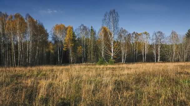 Autumn rural landscape. Yellowed grass in the meadow against the background of the forest and blue sky with beautiful clouds. - Photo, Image