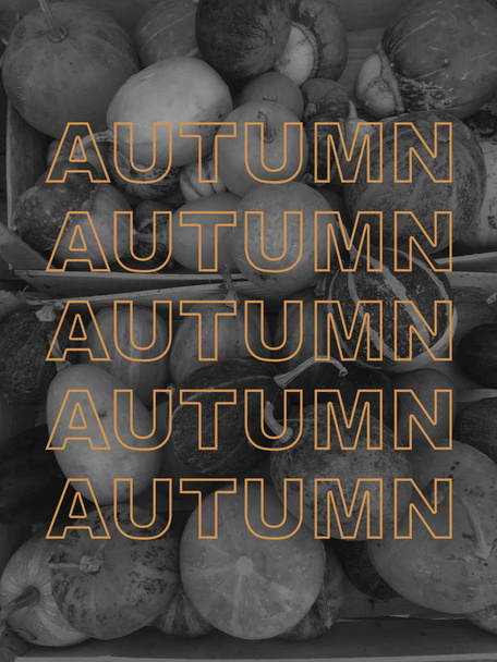 Concepto de bandera de otoño con foto en blanco y negro de calabazas. Vacaciones de otoño, otoño, acción de gracias, concepto de Halloween. inscripción para la bandera. diseño gráfico moderno
 - Foto, Imagen