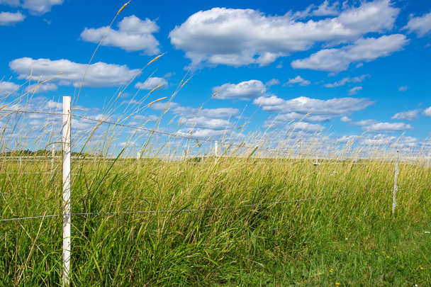 Зеленое пастбище под голубым небом
 - Фото, изображение