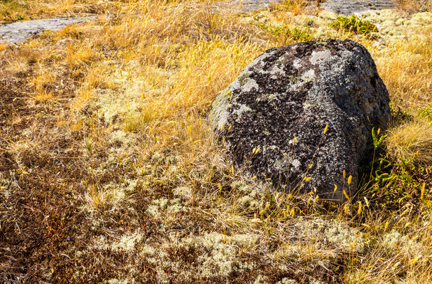 Mossy piedra en hierba amarilla
 - Foto, imagen