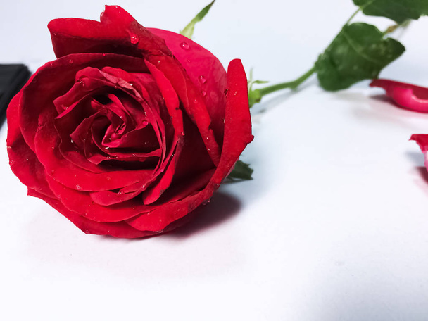 Cerca de rosa roja, patal con gota de agua, flor fresca, - Foto, Imagen