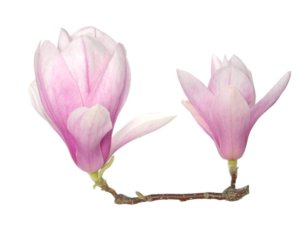 kwiat magnolii - Zdjęcie, obraz