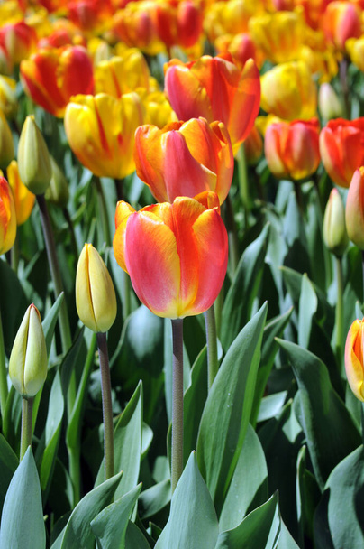 Tulipanes coloridos
 - Foto, imagen