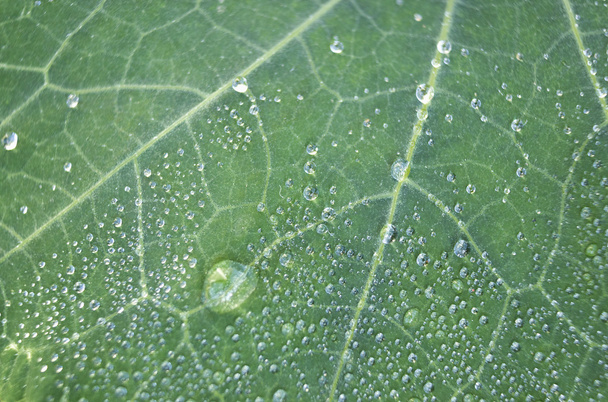 Leaf of a plant covered with dew - Fotoğraf, Görsel