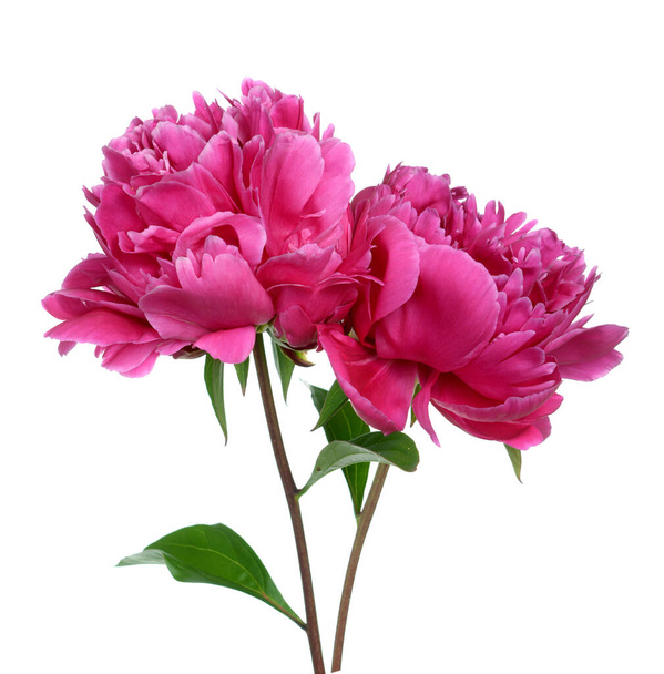 Flor de peonía
 - Foto, imagen