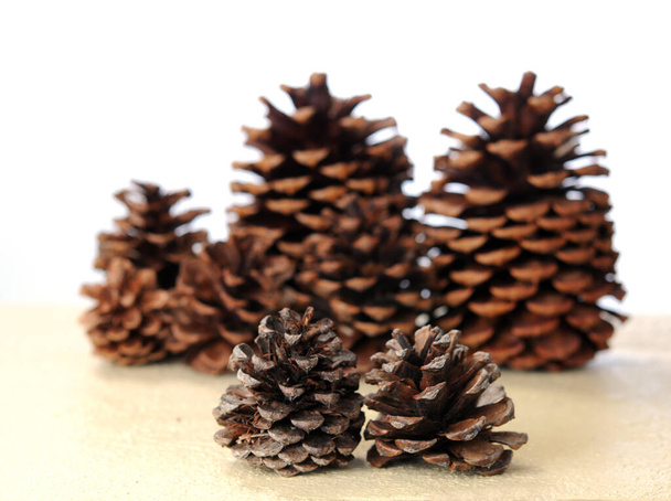 pine cones  - Photo, Image