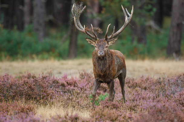 Red deer stag in rutting season in National Park Hoge Veluwe in the Netherlands - Photo, Image