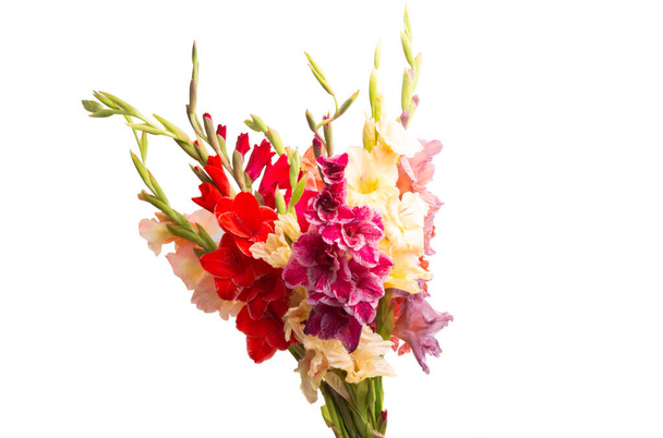 gladiolus flower isolated  - Photo, Image