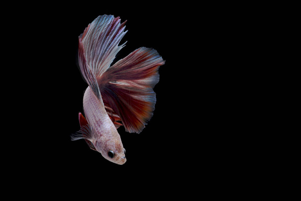 Σιαμέζικα ψάρια που μάχονται. Betta ψάρια σε όμορφη κίνηση με κόκκινο χρώμα σε μαύρο φόντο - Φωτογραφία, εικόνα
