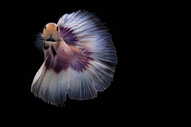 Сіамська боротьба Риба. Бетта - риба в прекрасному русі з білим кольором на чорному тлі - Фото, зображення