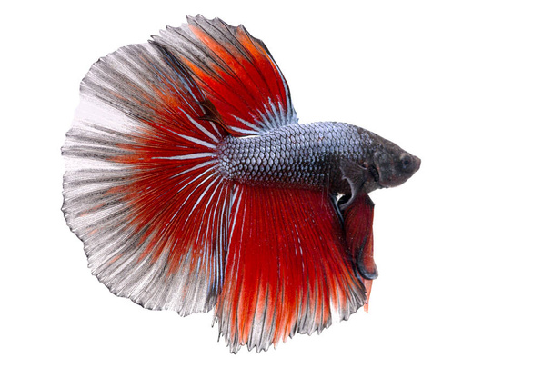 Siamés peleando con Fish. Betta peces en hermoso movimiento con color rojo y azul sobre fondo negro
 - Foto, Imagen