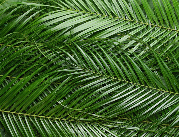 Green palm leaves as background - Photo, Image