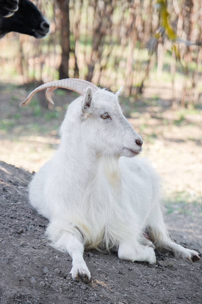 Cute funny goat on farm - Photo, Image
