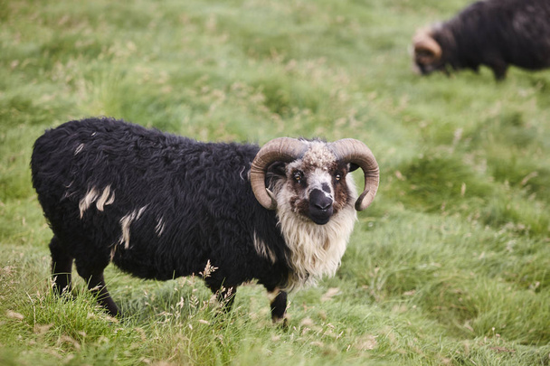 Czarna owca pasąca się na wyspach Owczych. Zwierzęta gospodarskie - Zdjęcie, obraz