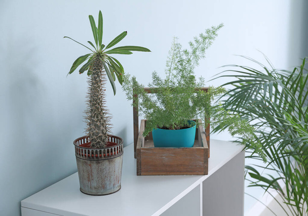 Belle piante d'appartamento sul tavolo in camera
 - Foto, immagini