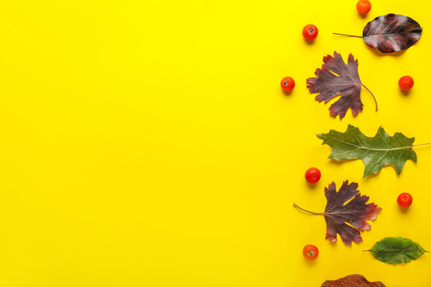 Krásné podzimní listí na barevném pozadí - Fotografie, Obrázek