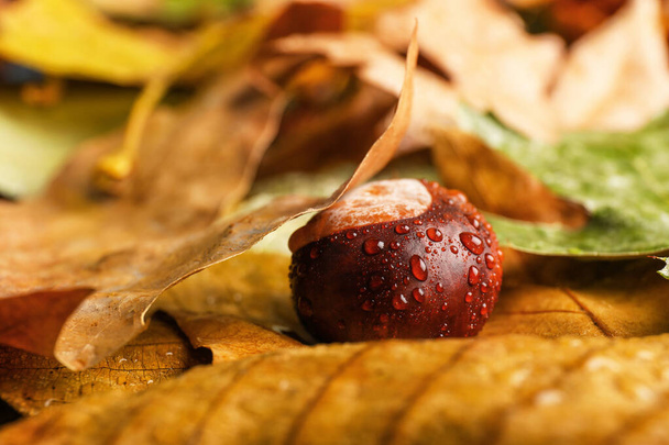 Chestnut on wet autumn leaves, closeup - Фото, изображение