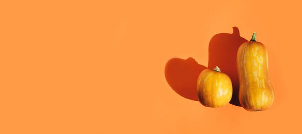 Citrouilles décoratives sur fond orange. Minimal Thanksgiving jour concept à la mode
. - Photo, image