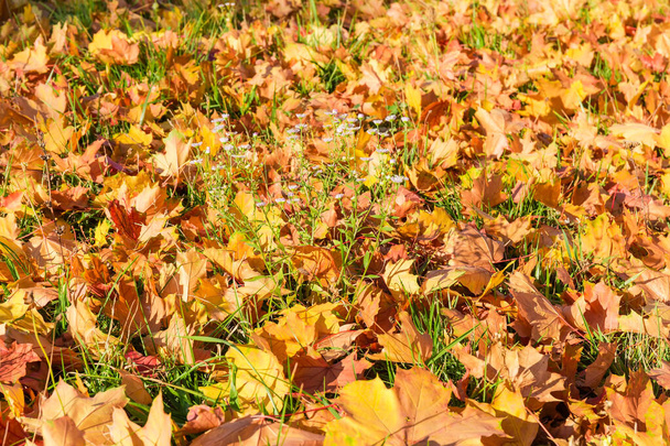 Contexte des feuilles d'érable tombées et des fleurs violettes sur la pelouse
 - Photo, image