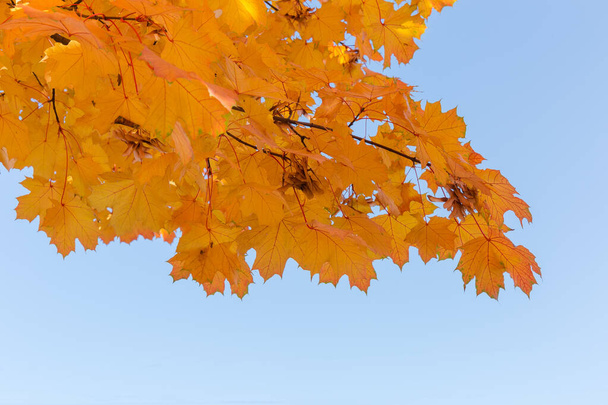 Gałąź klonu z jesiennymi liśćmi przeciwko czystemu niebu - Zdjęcie, obraz