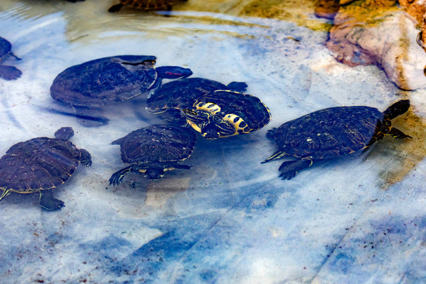 Familia de tortugas tomando un baño
  - Foto, imagen