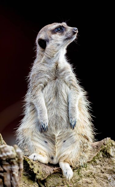 Meerkat (Suricata suricatta), также известный как поверхностный
. - Фото, изображение