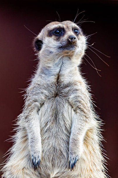 Meerkat (Suricata suricatta), también conocido como el suricato
. - Foto, Imagen