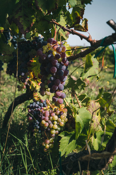 ripe grapes in the garden. - Fotografie, Obrázek