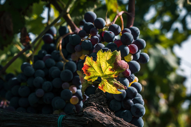 Banda winogron w tle czerwonego wina - Zdjęcie, obraz